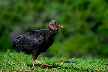 Black Vulture walking on green grass against dark green background