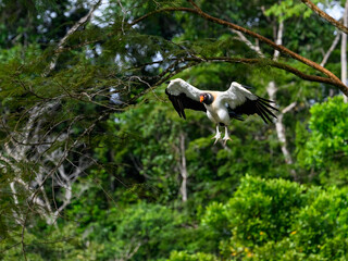 King Vulture in flight landing against dark green background