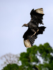 animal, avian, bird, black, black vulture, coragyps atratus, exotic, forest, green, nature, panama, perch, rainforest, tree branch, tropical, vulture, wild