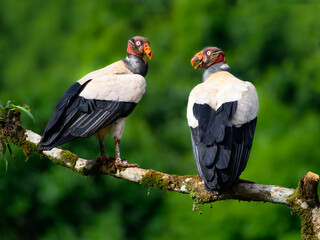 Two King Vultures standing on stick  against dark green background