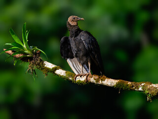 Black Vulture  standing on stick, portrait against dark green background