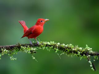 Summer Tanager portrait on mossy stick against dark green background