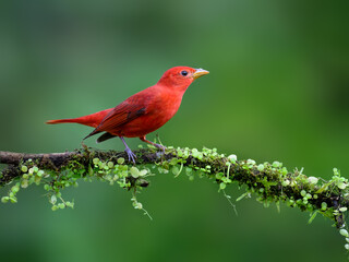 Summer Tanager portrait on mossy stick against dark green background