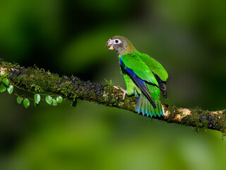 Brown-hooded Parrot portrait on mossy stick against dark green background