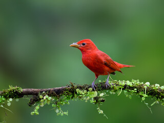 Summer Tanager portrait on mossy stick against dark green background