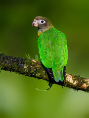 Brown-hooded Parrot portrait on mossy stick against dark green background