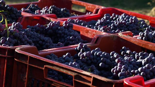 Fresh Harvest: Barolo and Nebbiolo Grapes in Baskets