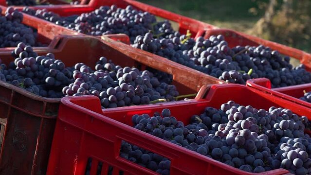 Fresh Harvest: Barolo and Nebbiolo Grapes in Baskets