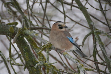 Jay on a tree branch