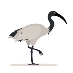 Ibis bird icon. Sacred bird of Egypt, Tropical big bird with long legs, animal isolated on white background. Flat or cartoon vector illustration. - obrazy, fototapety, plakaty
