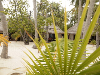 Tropical