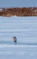 Great Blue Heron on ice at Bear River Bird Refuge in Utah in  Winter 