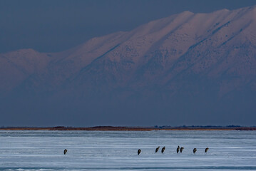 Great Blue Herons on ice at Bear River Bird Refuge in Utah in  Winter below the Wasatch Range
