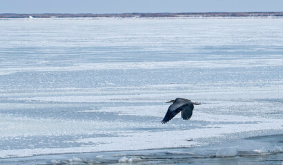 Great Blue Heron in flight above ice at Bear River Bird Refuge in Utah in  Winter