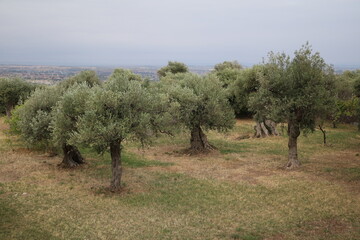 Olive trees in Tuscany Italy