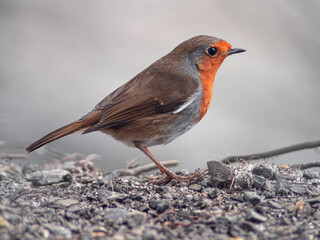 Close-up of Robin bird - Erithacus rubecula on the ground with a light grey background. Side view of redbreast bird