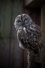 Small Tawny owl sitting on brunch
