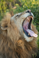 Portrait of yawning lion - Panthera leo, male with open mouth. Photo from Kruger National Park in South Africa.