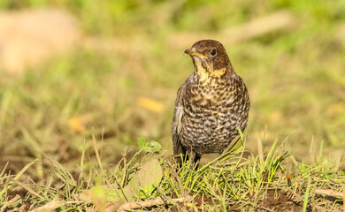 Ring Ouzel (Turdus torquatus) is a species of birds live in the area near the Black Sea and the province of Kayseri in Turkey.