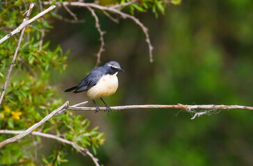 White-throated Robin (Irania gutturalis) is a songbird, it lives in Asia, Africa and Europe. In summer it come to breed in Turkey.