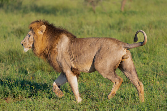 African lion - Panthera leo, male walking in grass with raised tail. Photo from Kruger National Park in South Africa.