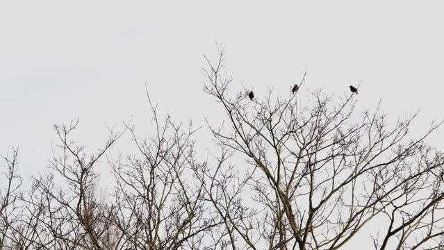 4 birds in a tree with no leaves 