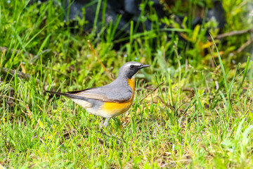 White-throated Robin (Irania gutturalis) is a songbird, it lives in Asia, Africa and Europe. In summer it come to breed in Turkey.