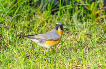 White-throated Robin (Irania gutturalis) is a songbird, it lives in Asia, Africa and Europe. In summer it come to breed in Turkey.