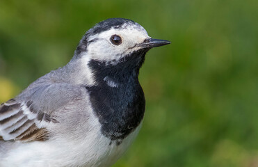 White Wagtail (Motacilla alba) is a wagtail that lives in Asia, Europe and North Africa.