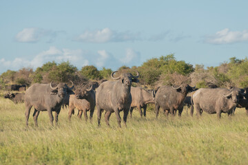 Herd of african buffalos - Syncerus caffer also called Cape buffalos in green grass. Photo from Kruger National Park in South Africa.