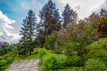 Fototapeta na wymiar Purple Lilac blossoms of lilac trees in Botanical park of Grivko 
