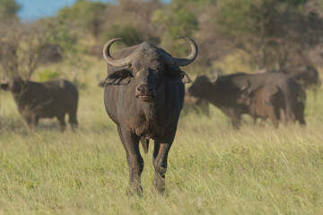 Naklejka na ściany i meble African buffalo - Syncerus caffer also called Cape buffalo on green grass. Photo from Kruger National Park in South Africa.