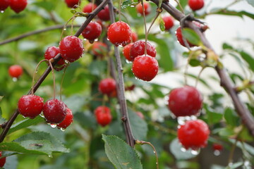 Ripe juicy sour red cherries with drops of water hanging on a branch of tree