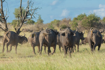 Naklejka na ściany i meble Herd of african buffalos - Syncerus caffer also called Cape buffalos in green grass. Photo from Kruger National Park in South Africa.