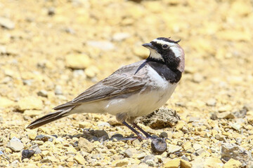 Horned Lark (Eremophila alpestris) live at high altitude mountain foothills. They generally live in high mountain open areas in Turkey.
