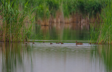 Common Pochard (Aythya ferina) is a species of duck lives in wetlands in Turkey and in many parts of the world. It reproduces in April and May and dilates its young with care.