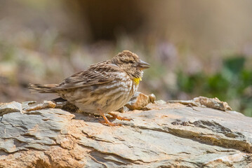 Rock Sparrow (Petronia petronie) a resident birds living in Turkey's southern and central parts of the roll.