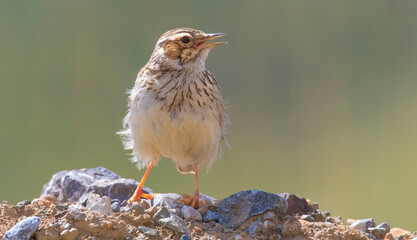 Woodlark (Lullula arborea) lives mostly in high places in Turkey and there ürerler.seyrek wooded land, forest edges, grasslands, and agricultural land located in the highlands.