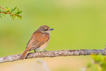 Red-backed Shrike (Lanius collurio) is a bird species that feed on insects.