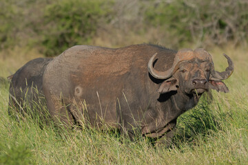 Obraz premium African buffalo - Syncerus caffer also called Cape buffalo in green grass. Photo from Kruger National Park in South Africa.