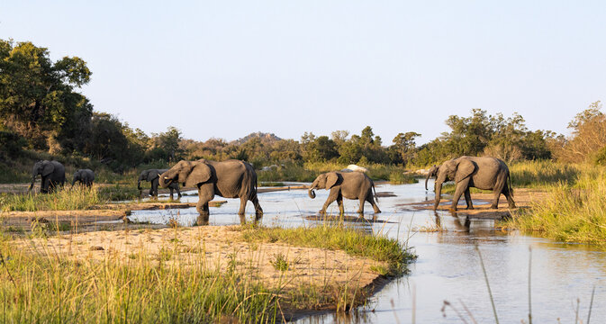 A herd of elephants, Loxodonta africana, walk across a riverbed.