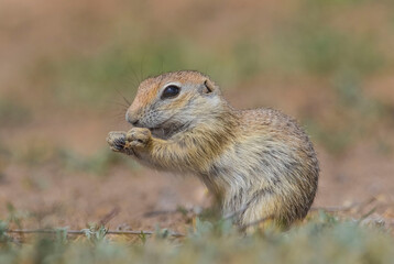 Naklejka na ściany i meble Anatolian Souslik-Ground Squirrel (Spermophilus xanthoprymnus) is a rodent that lives in Anatolia.