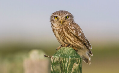 Little Owl (Athene noctua) is a carnivorous bird and generally feeds on mice, birds and reptiles.
