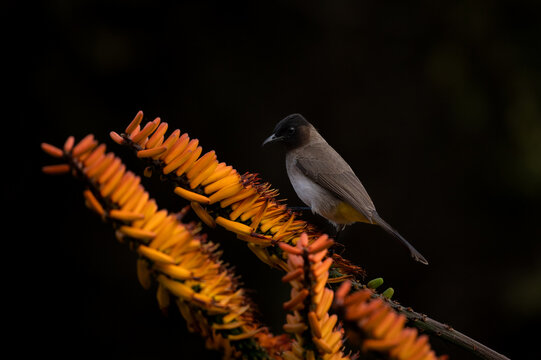 A darkcapped bulbul, Pycnonotus capensis,perched on an aloe flower.