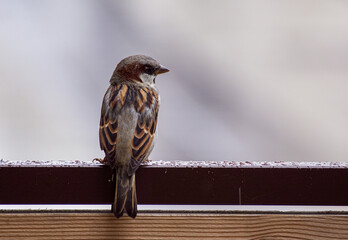 sparrow on a branch