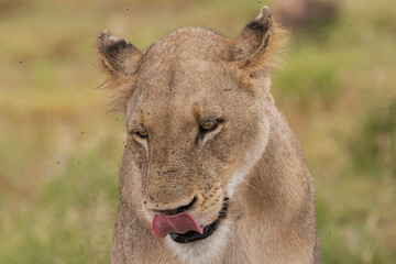 Portrait of african lion - Panthera leo, lioness leaking lips. Photo from Kruger National Park in South Africa.