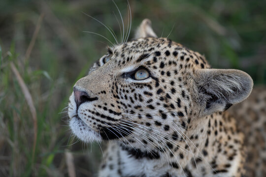 A close-up portrait of a young female leopard, Panthera Pardu, face.