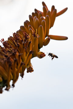 A bee, Anthophila, hovers over an aloe flower, Aloe maculata.