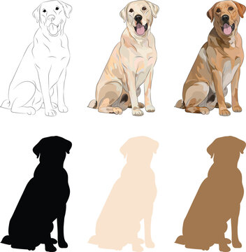 Labrador Retriever sitting dog. Cute Lab logo design, popular colors, Lab breed
pet character postcard art. Funny dog mascot. Detailed chocolate, brown, and yellow retriever illustration. Sitting pose