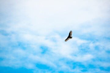 Hawk flying in blue sky in Oregon